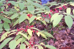 Lindera melissifolia