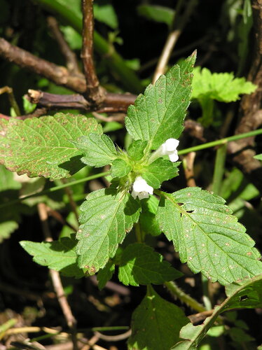 Brittlestem Hempnettle (Galeopsis tetrahit)