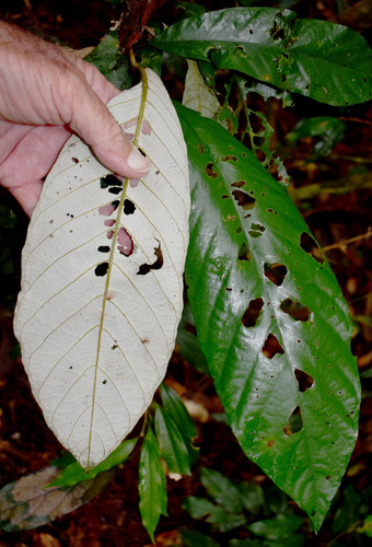 Alphitonia whitei, 2025-11-16