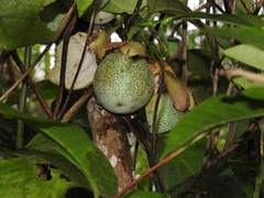 Passiflora nigradenia