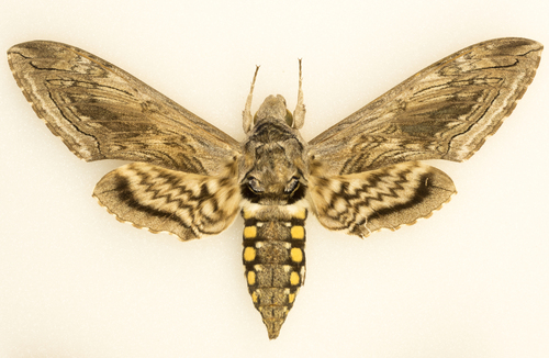 Tomato hornworm