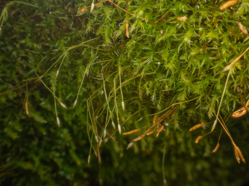 Tetraphis geniculata observed 2026-02-03