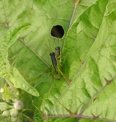 Liebermannacris dorsualis