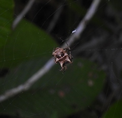 Wagneriana