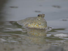 Periophthalmus chrysospilos