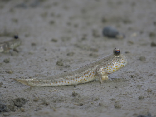 Gold-spotted mudskipper (Periophthalmus chrysospilos) — Gobiidae — 2