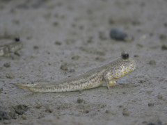 Periophthalmus chrysospilos