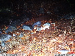 Sylvilagus cunicularius insolitus