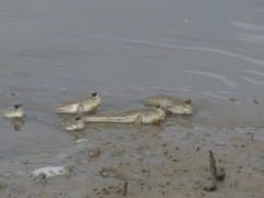 Periophthalmus chrysospilos