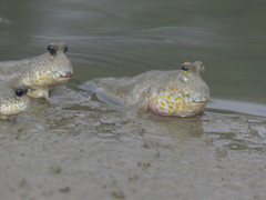 Periophthalmus chrysospilos