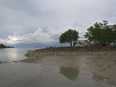 Periophthalmus chrysospilos