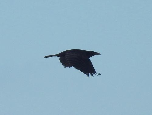 Common Raven photographed in Ohio
