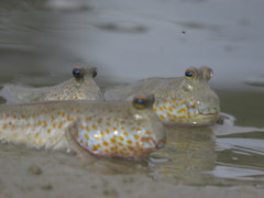 Periophthalmus chrysospilos