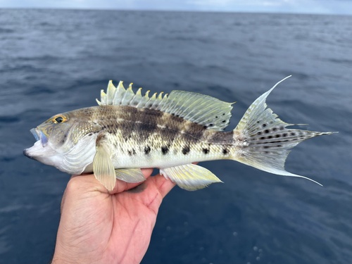 Bankzeebaars (Centropristis ocyurus) — Serranidae