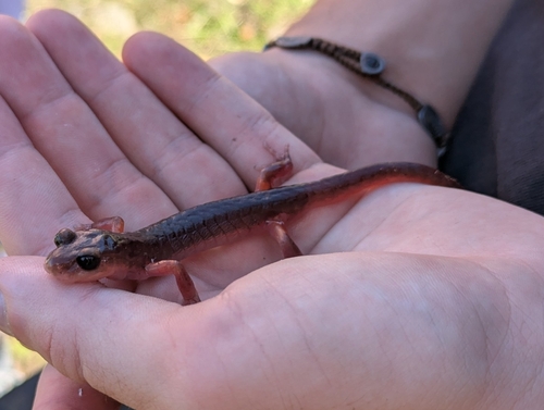 iNaturalist observation photo of Monterey Ensatina