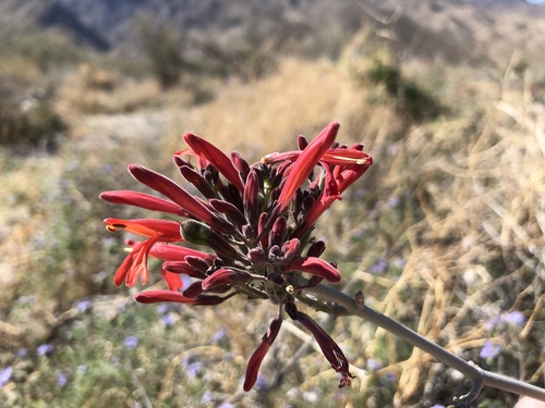 iNaturalist observation photo of chuparosa