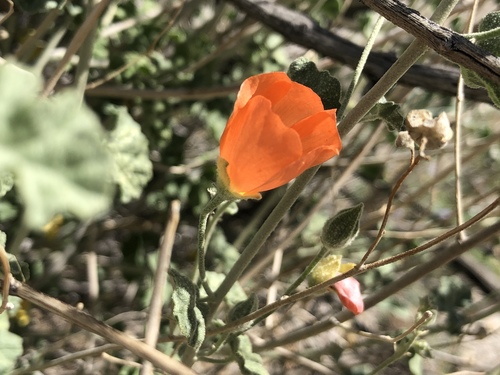 iNaturalist observation photo of apricot globemallow