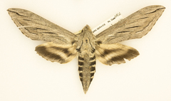 Sphinx chersis