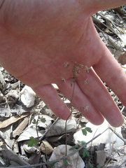 Thalictrum arkansanum