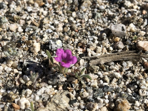 iNaturalist observation photo of purple mat