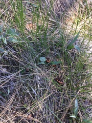 Iris foetidissima
