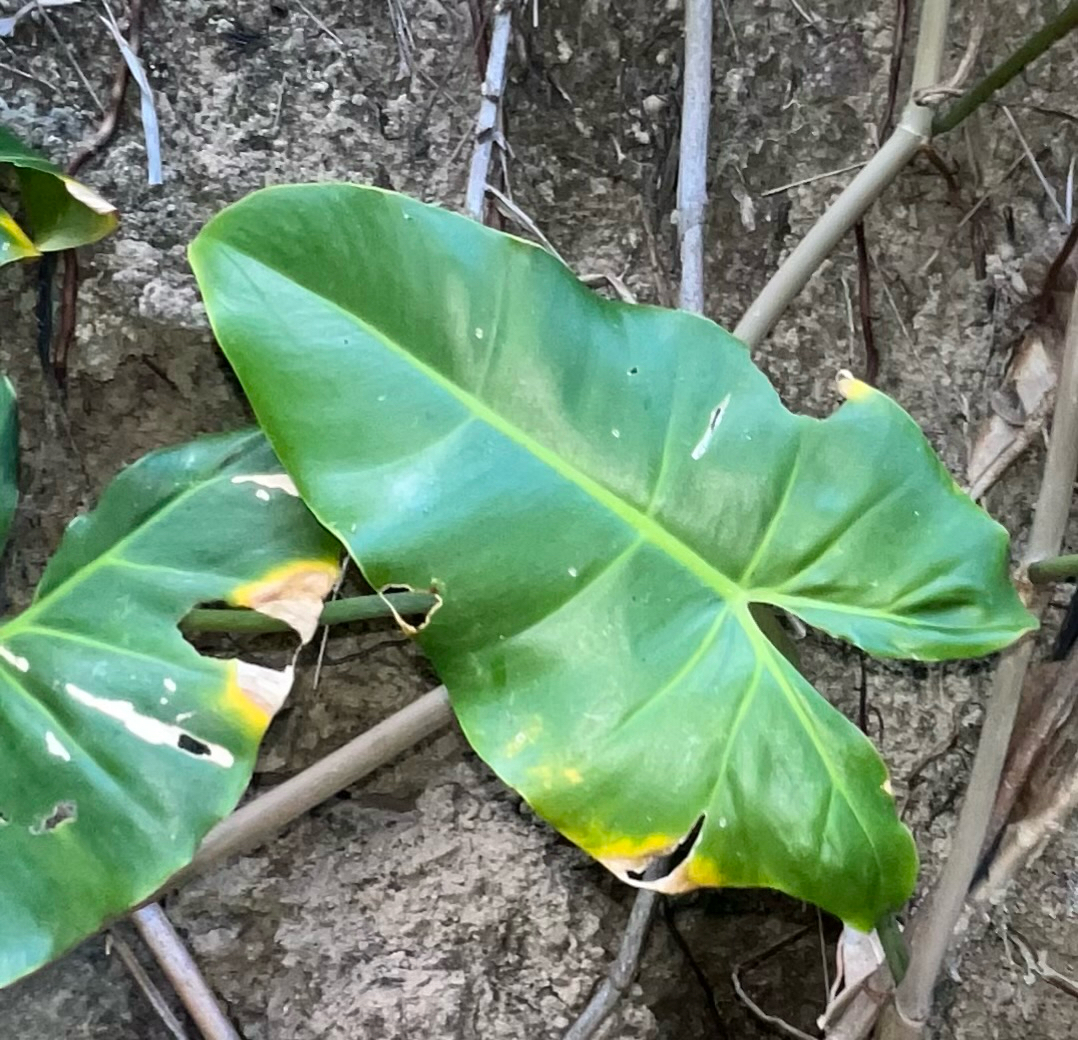Philodendron quinquenervium