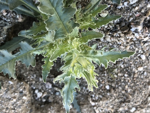 iNaturalist observation photo of sand blazingstar