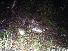 Sylvilagus cunicularius insolitus