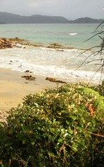 Brachyglottis rotundifolia