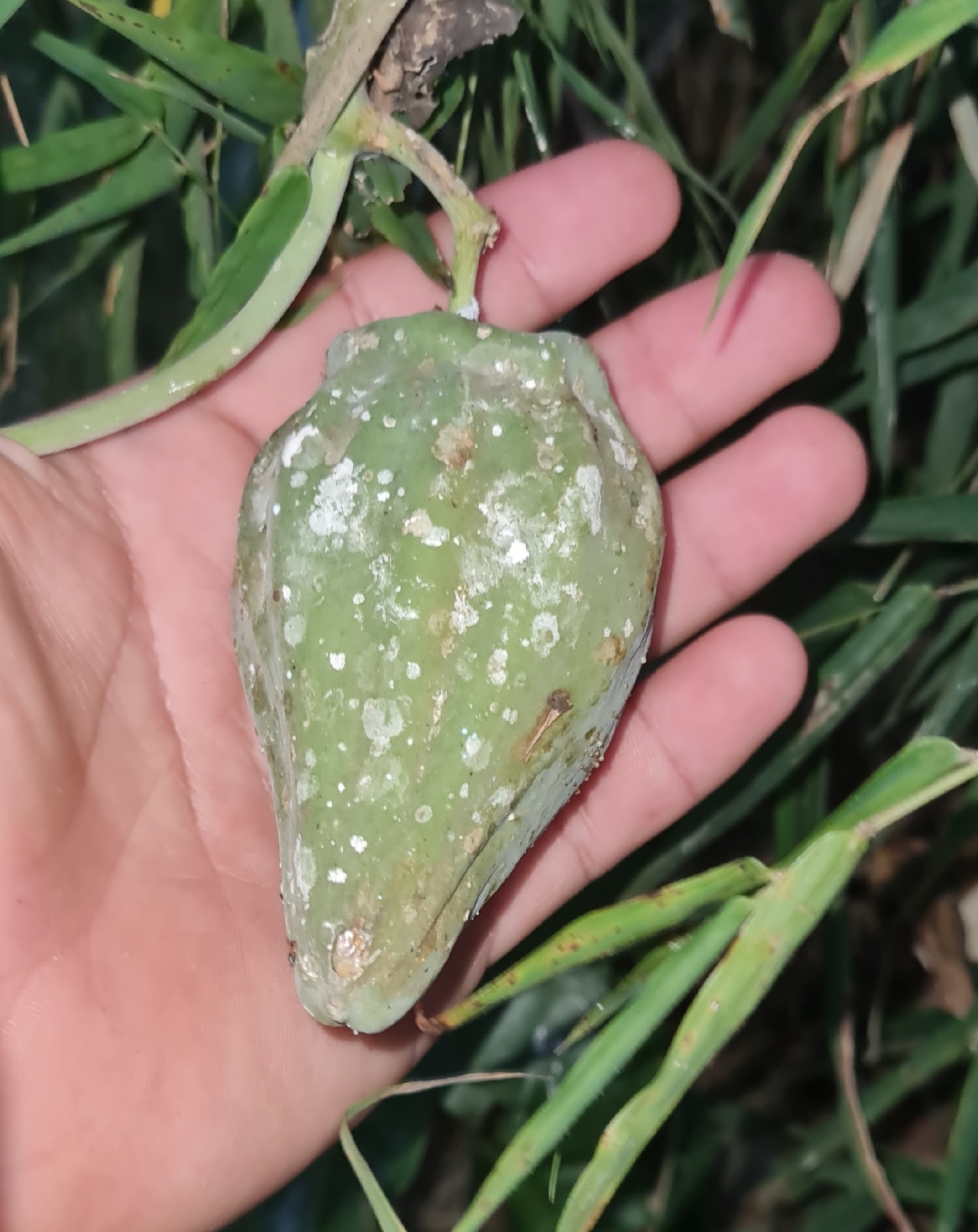 Araujia sericifera