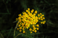 Jacobaea adonidifolia