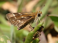 Taractrocera maevius