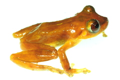Pristimantis pluvialis