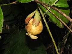 Passiflora nigradenia