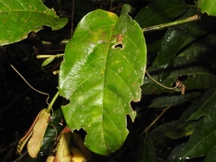 Passiflora nigradenia