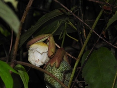 Passiflora nigradenia