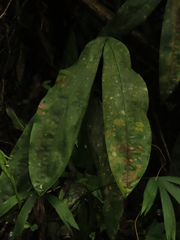 Cyclanthus bipartitus