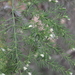 Asparagus fallax - Photo (c) gabohq, algunos derechos reservados (CC BY-NC), subido por gabohq