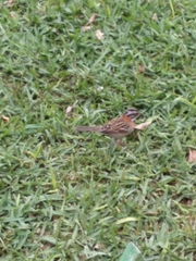 Zonotrichia capensis