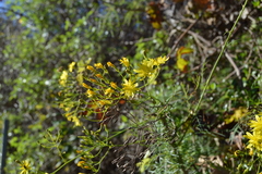 Sonchus leptocephalus