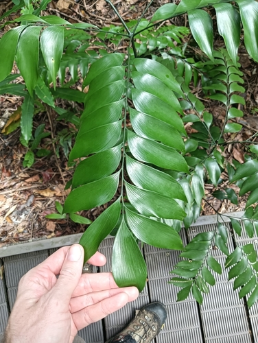 Zamia Fern (Bowenia spectabilis)