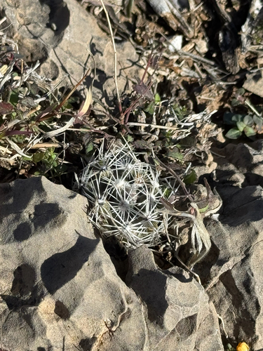 Pelecyphora robbinsiorum