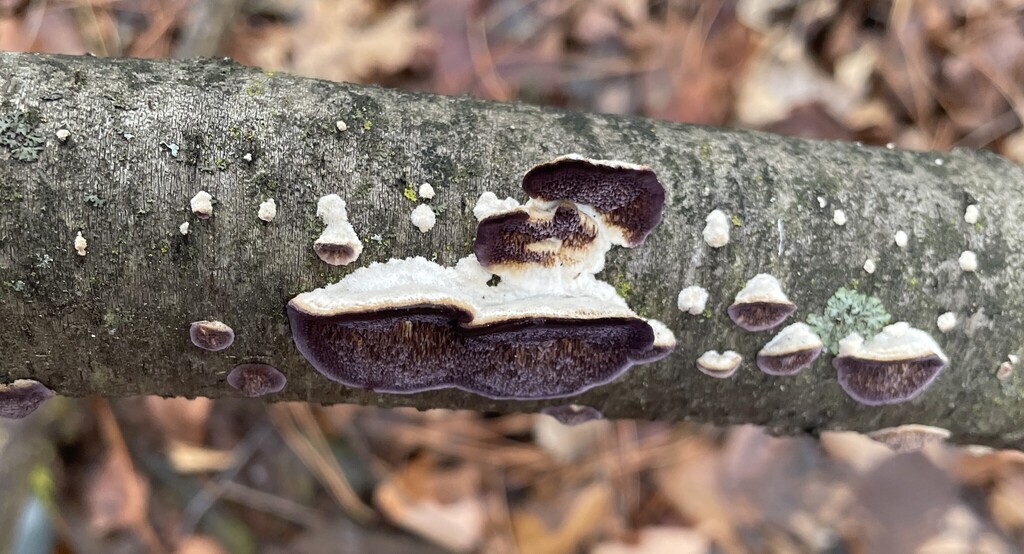 Trichaptum subchartaceum