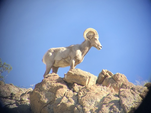 iNaturalist observation photo of Bighorn Sheep