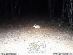 Sylvilagus cunicularius insolitus