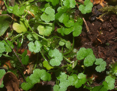 Hydrocotyle heteromeria