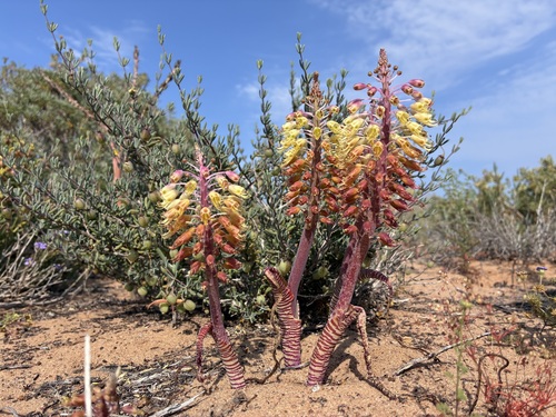 Snake Viooltjie (Lachenalia anguinea)