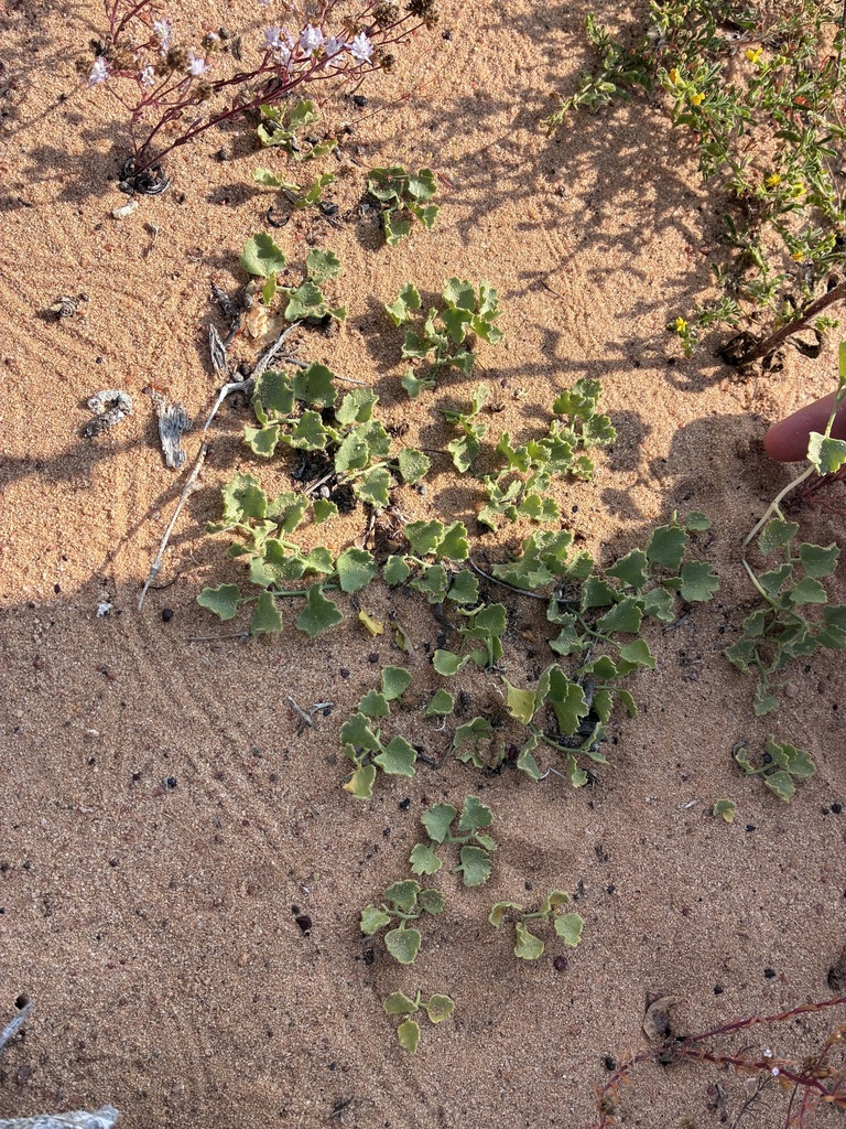 Kedrostis psammophila, Namakwa, Northern Cape, South Africa