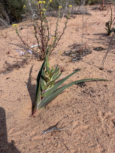 Desert Spiderlily (Ferraria schaeferi)