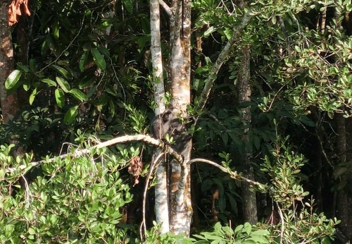 Trachypithecus cristatus